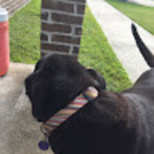 Meet your Posher, Ciro